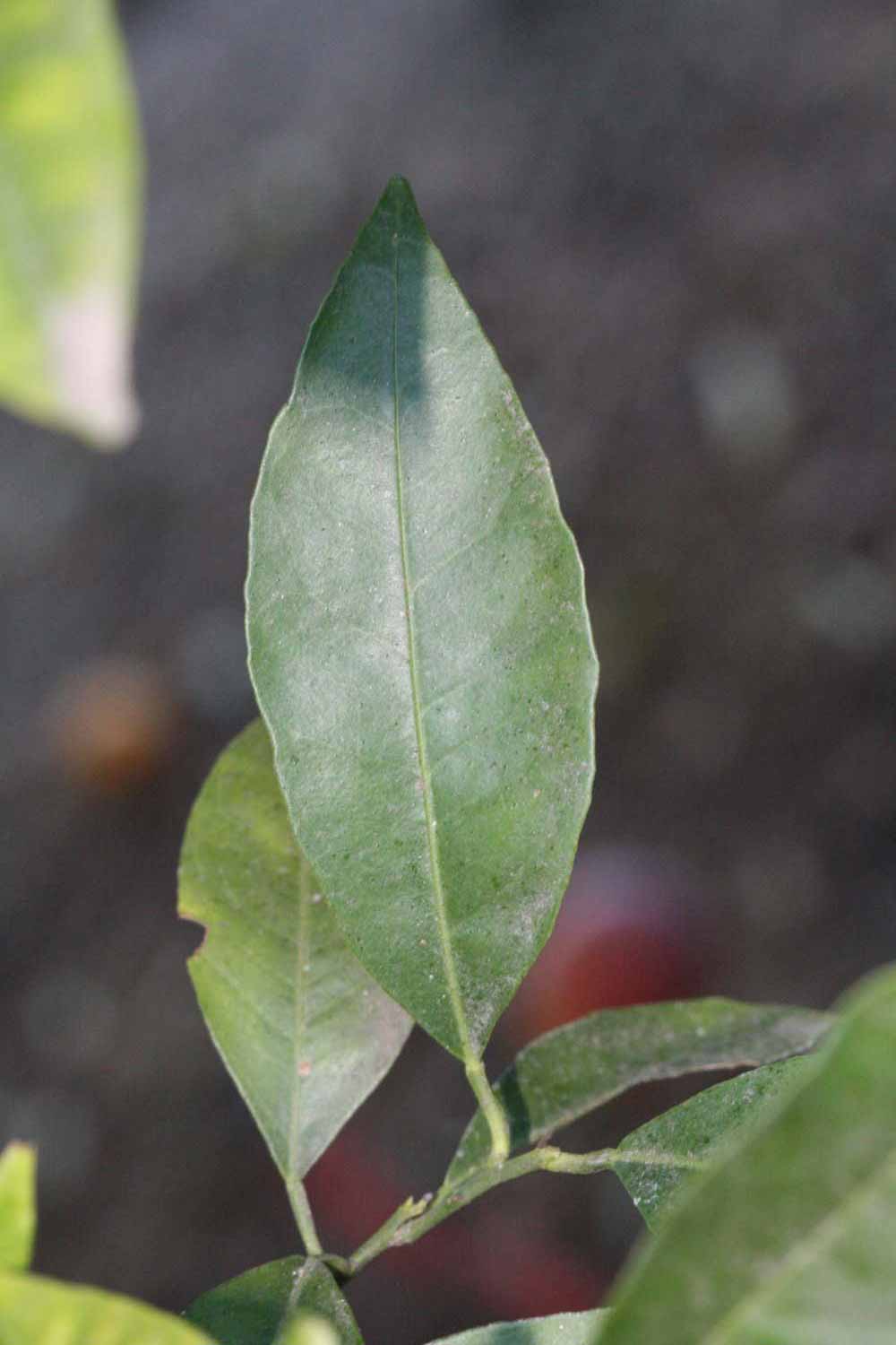            Unifoliolate leaf (Sanguinelli, Riverside, CA)   
